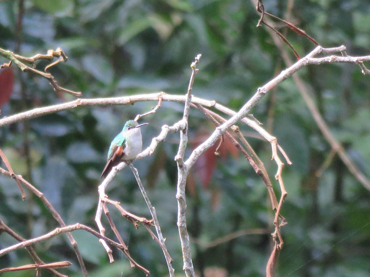 Stripe-tailed Hummingbird - ML614240213