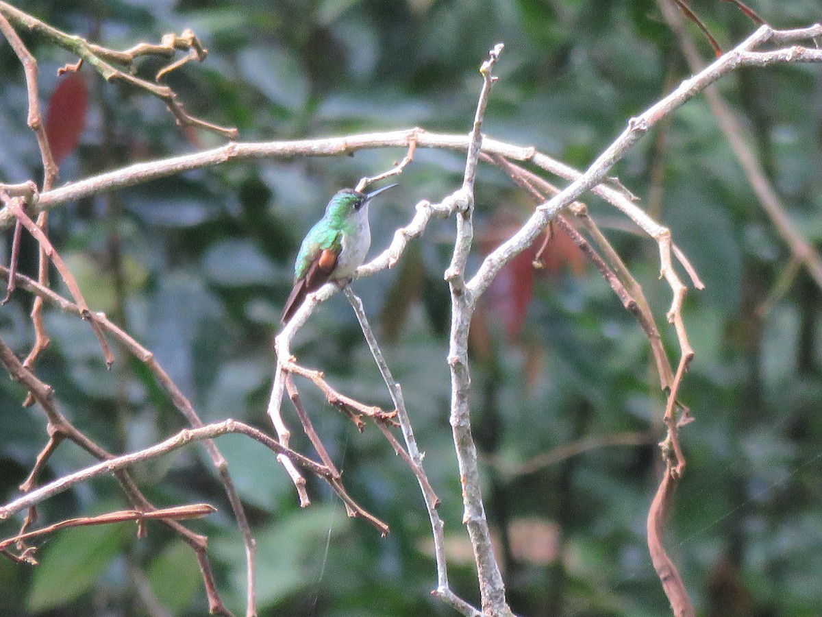 Stripe-tailed Hummingbird - ML614240215