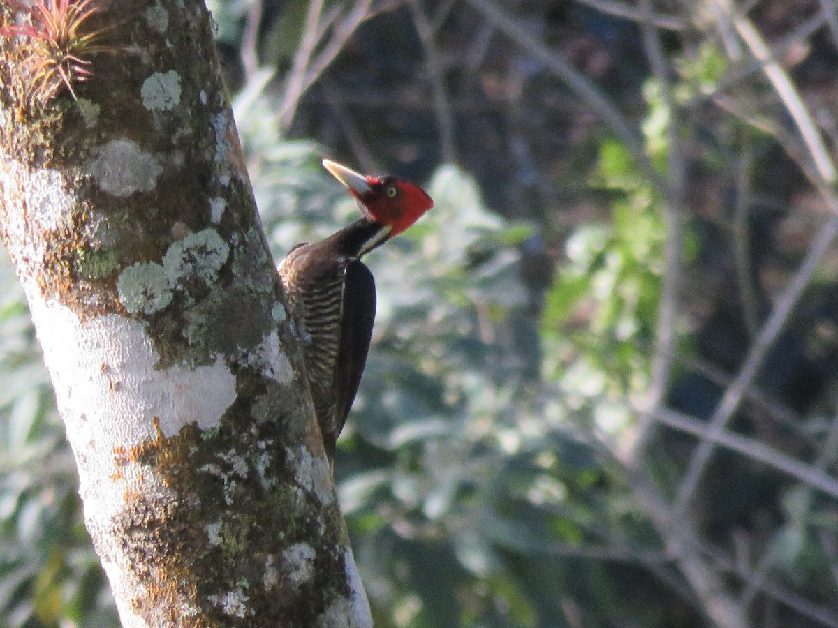 Pale-billed Woodpecker - ML614240342