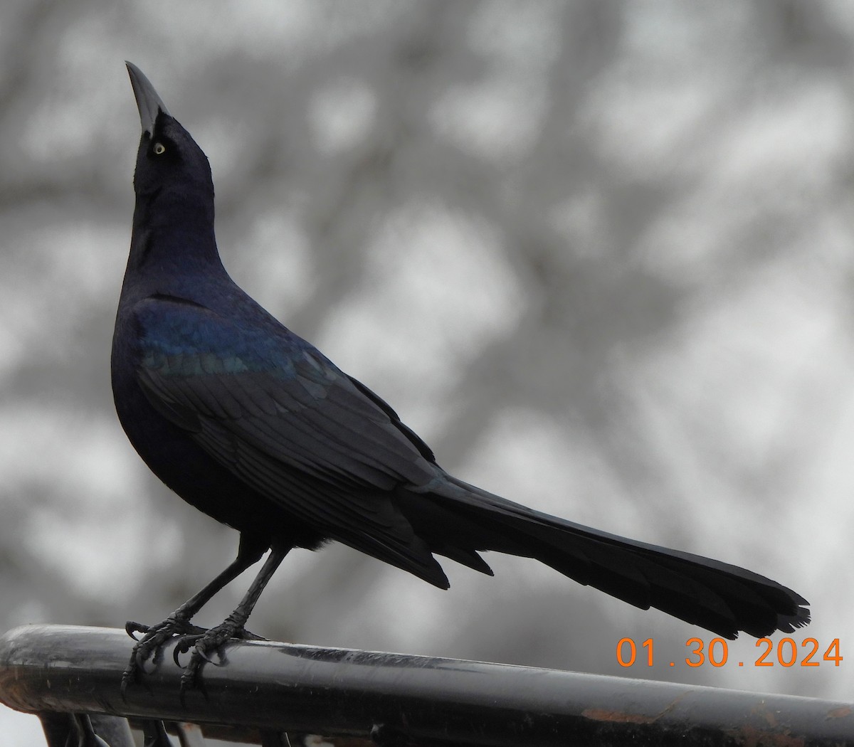 Great-tailed Grackle - ML614240345