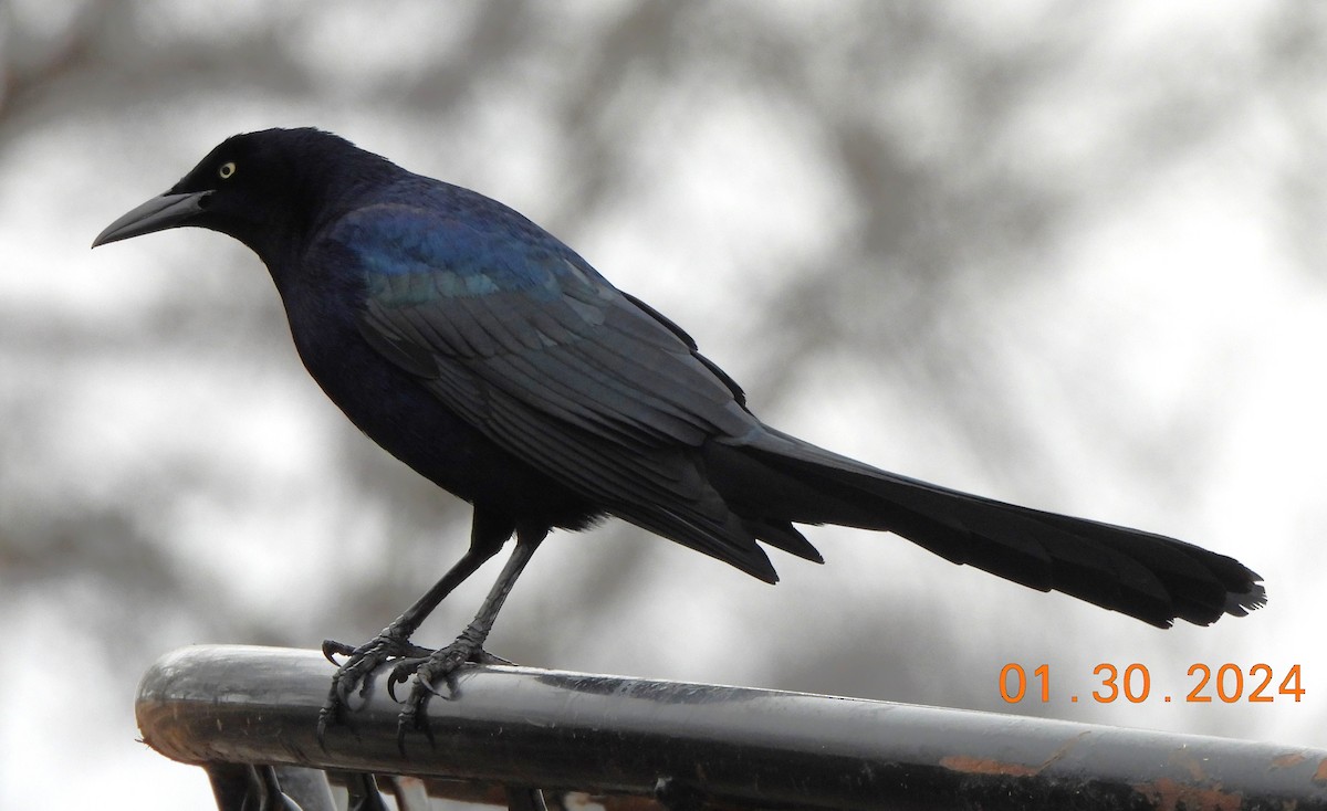 Great-tailed Grackle - ML614240346