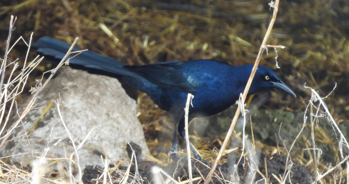Great-tailed Grackle - ML614240347