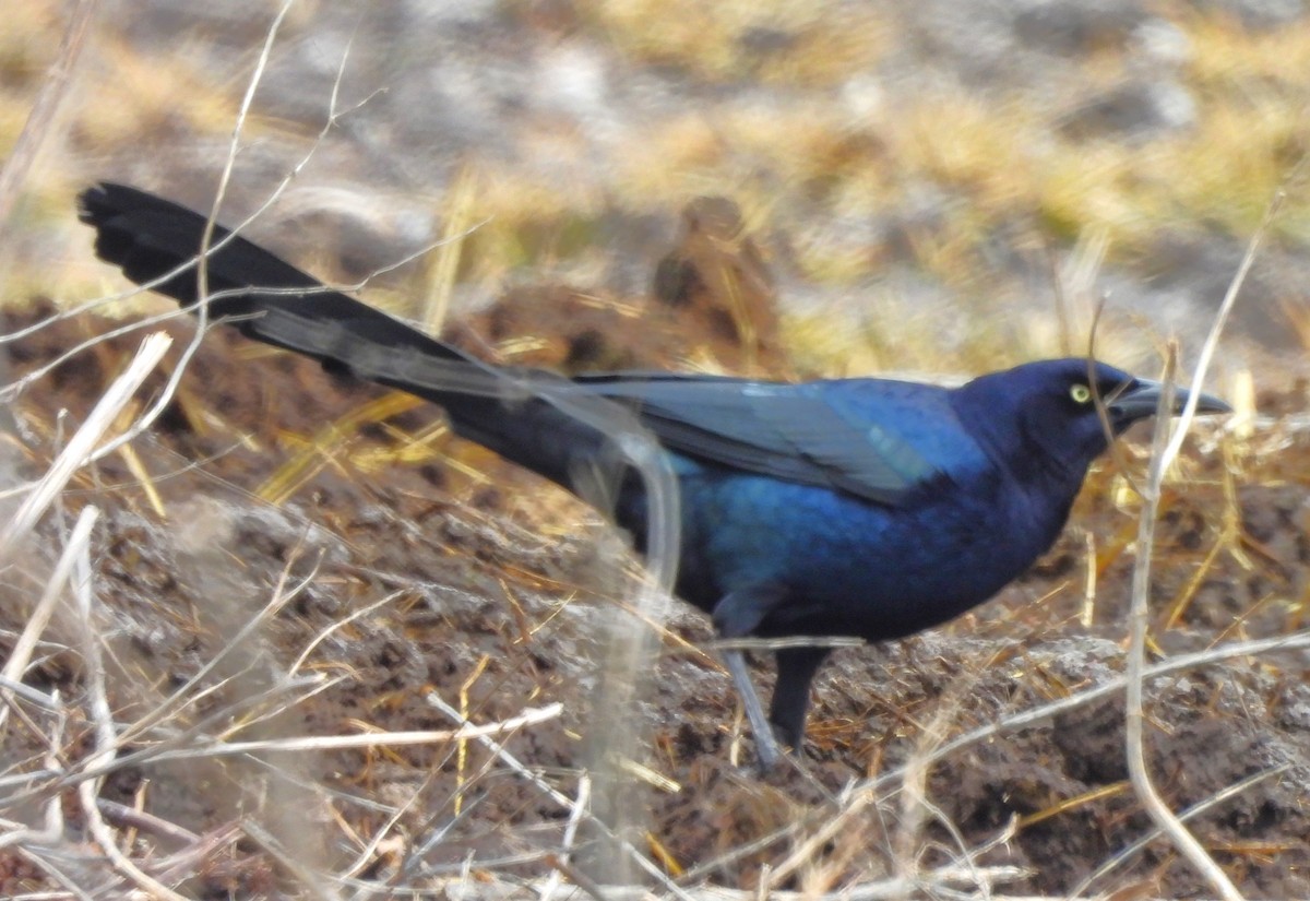 Great-tailed Grackle - ML614240349