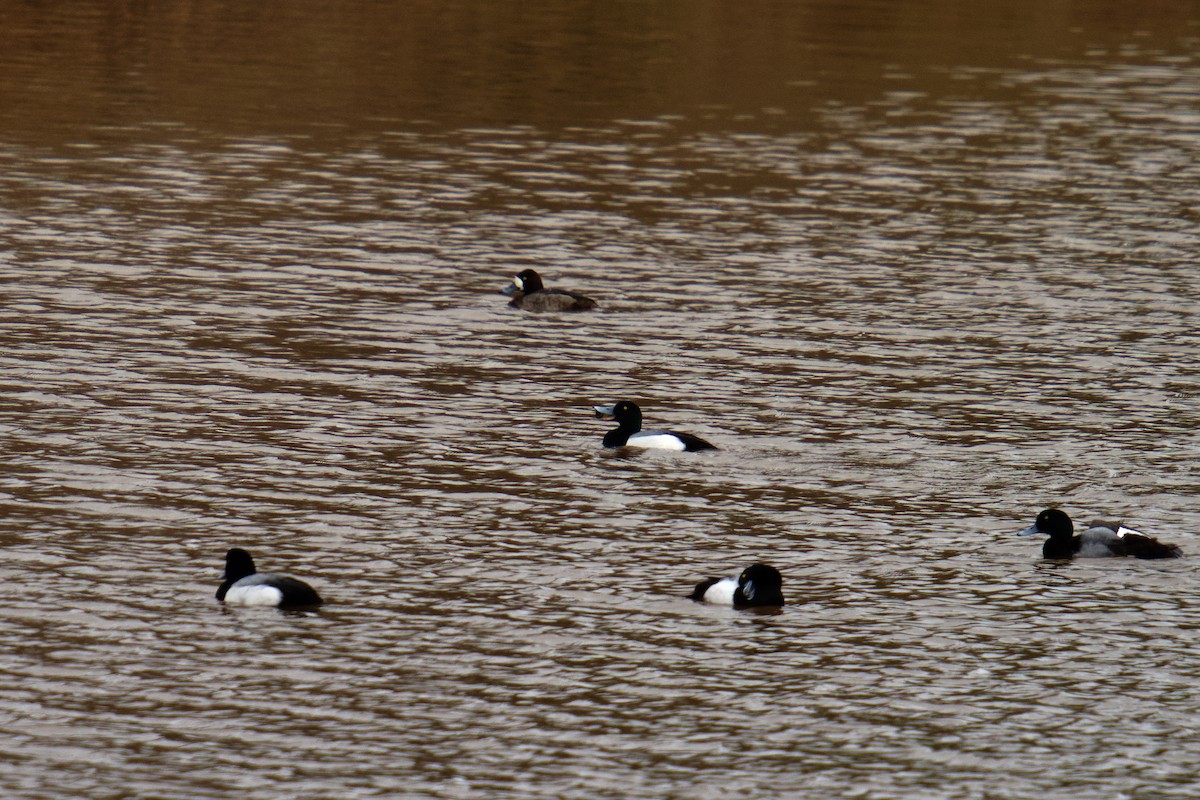Greater Scaup - ML614240547