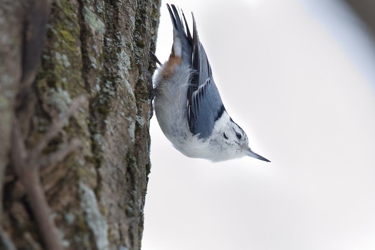 White-breasted Nuthatch - ML614241066
