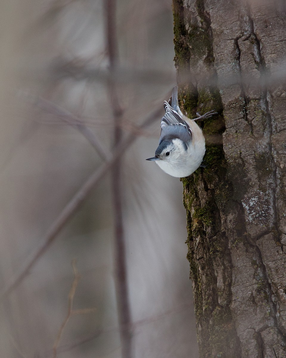 White-breasted Nuthatch - ML614241068