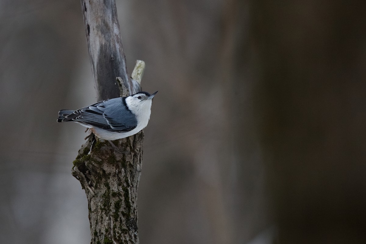 White-breasted Nuthatch - ML614241069