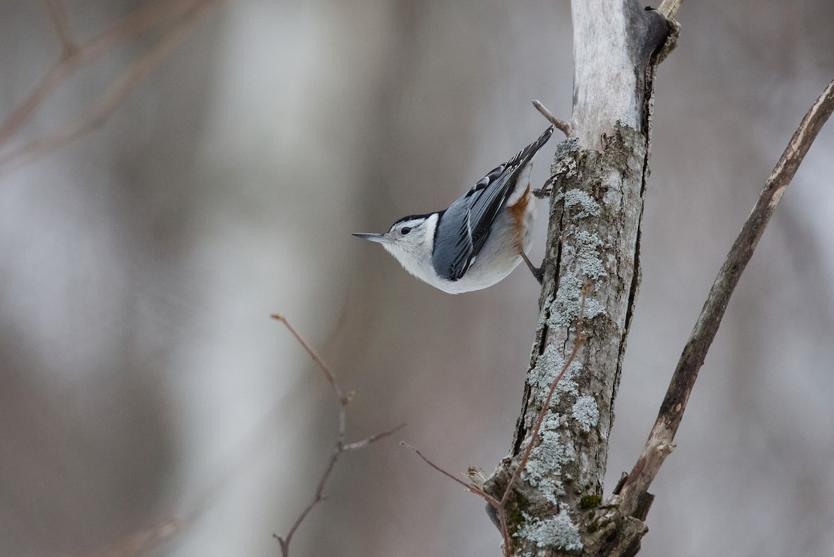 White-breasted Nuthatch - ML614241070