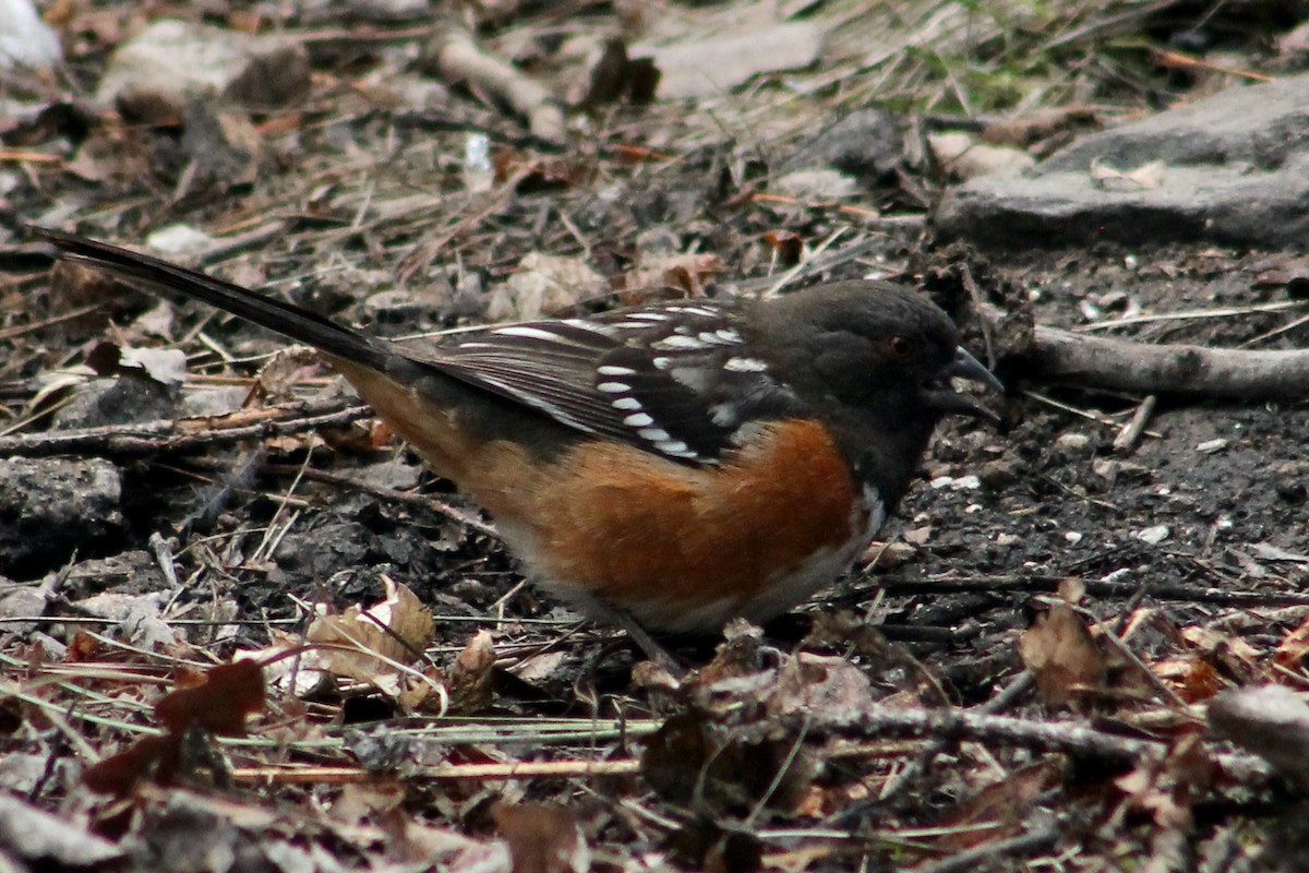 Spotted Towhee - ML614241110