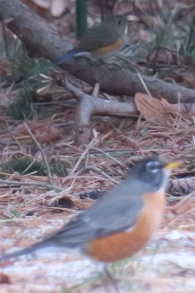 Red-flanked Bluetail - ML614241457