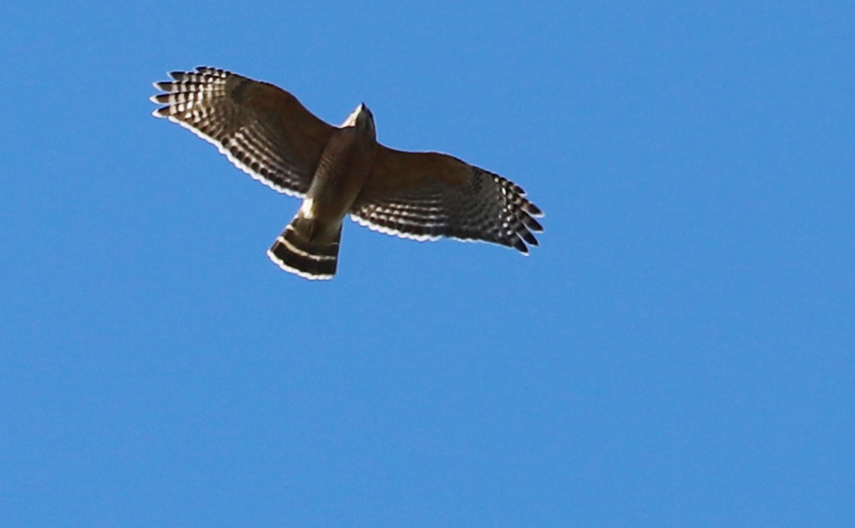Red-shouldered Hawk (lineatus Group) - ML614241612