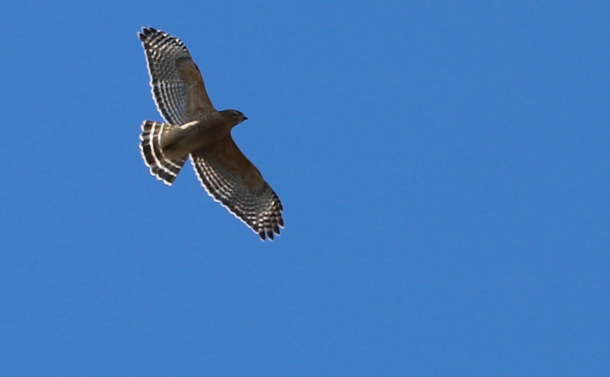 Red-shouldered Hawk (lineatus Group) - ML614241628