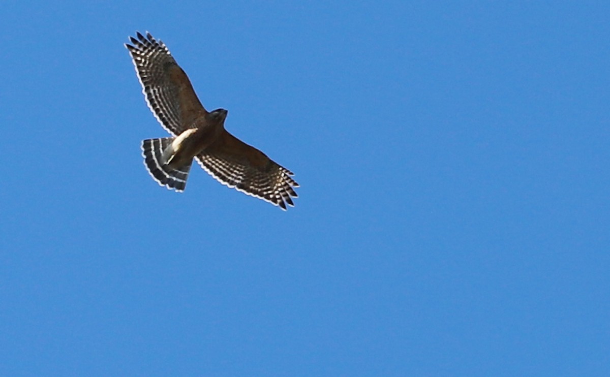 Red-shouldered Hawk (lineatus Group) - ML614241639