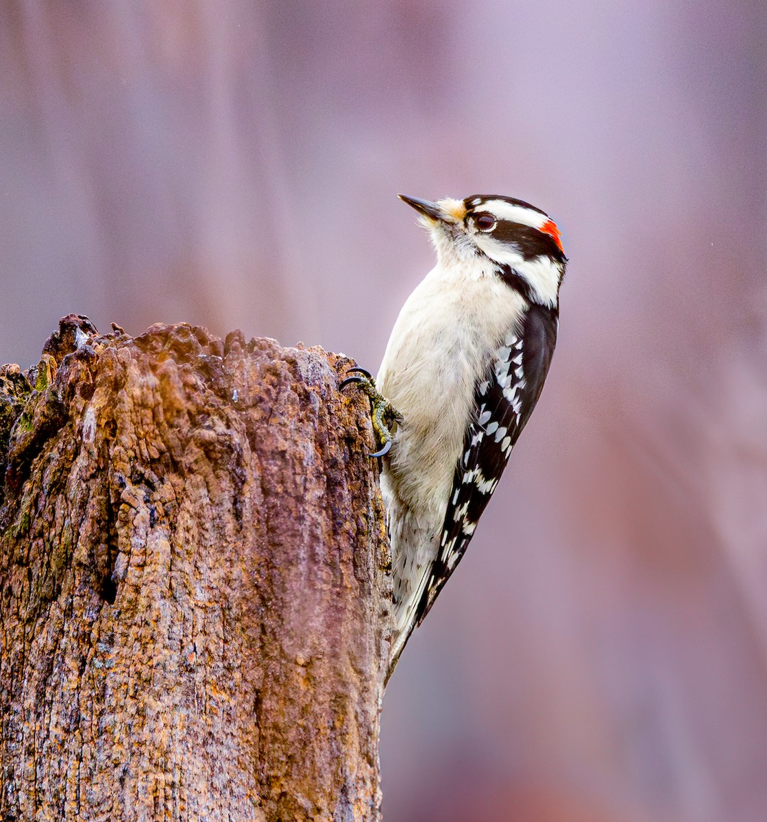 Downy Woodpecker - ML614241742
