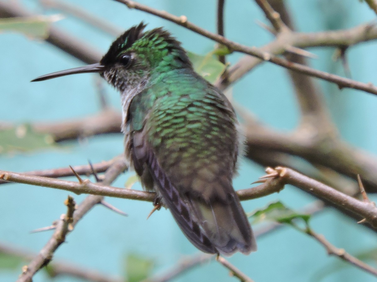 Violet-bellied Hummingbird - ML614242466