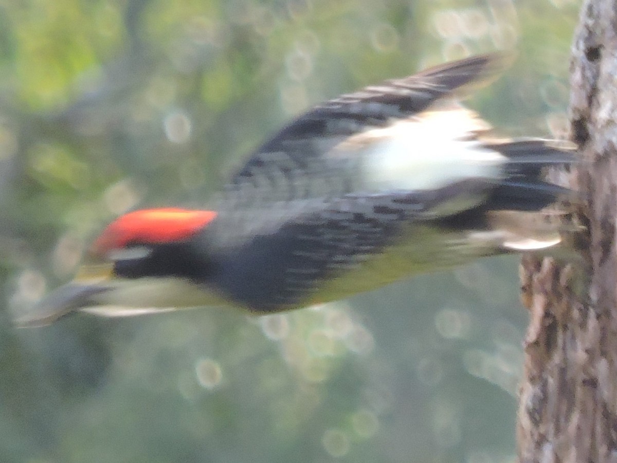 Black-cheeked Woodpecker - ML614242488