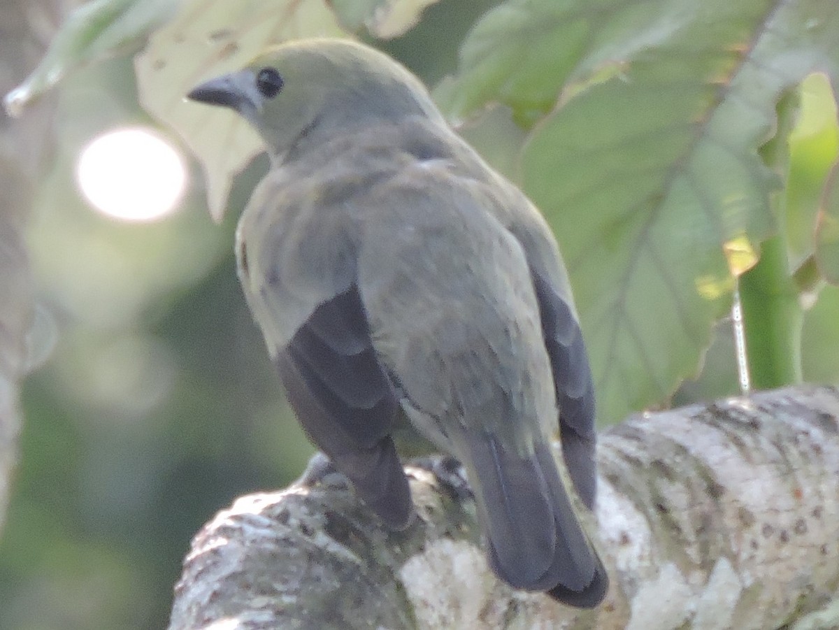 Palm Tanager - ML614242494