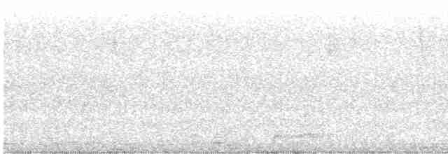 Тиран темноголовий [група caudifasciatus] - ML614242697