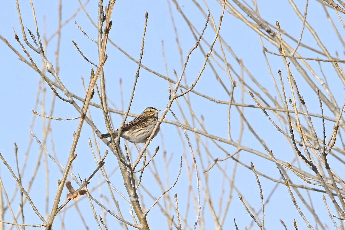 Savannah Sparrow - ML614242715