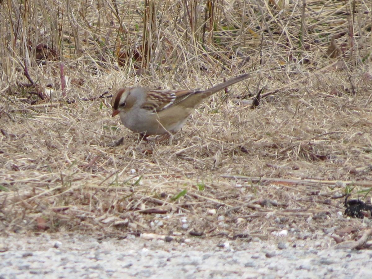 White-crowned Sparrow - ML614242909