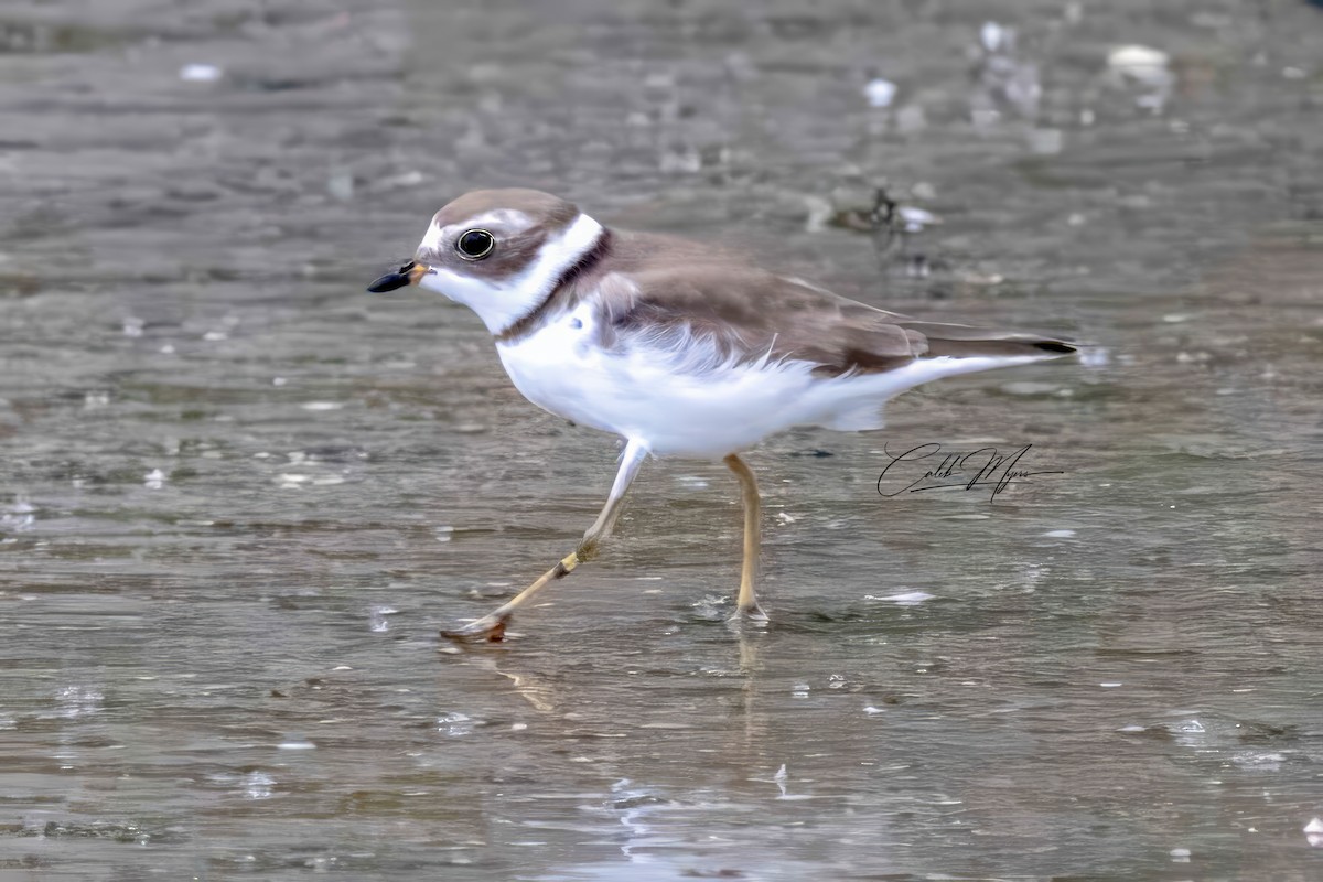 Semipalmated Plover - ML614243126