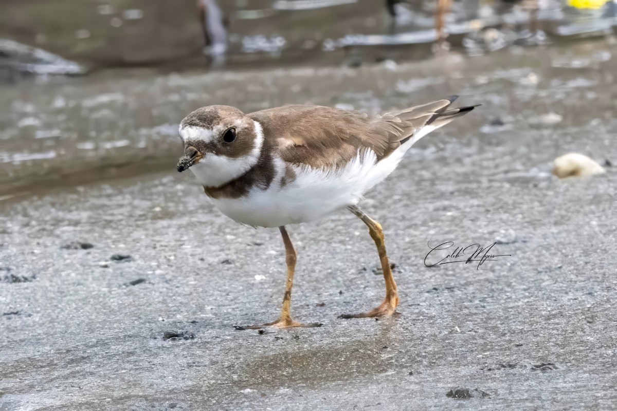 Semipalmated Plover - ML614243156
