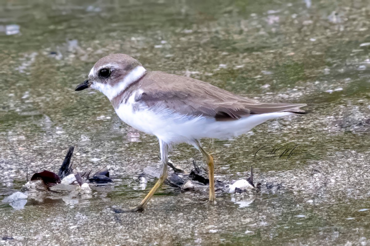 Semipalmated Plover - ML614243158