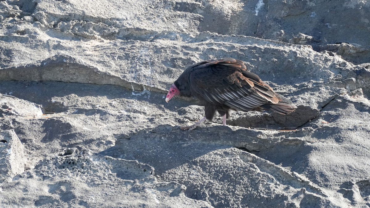 Turkey Vulture (South Temperate) - ML614243473