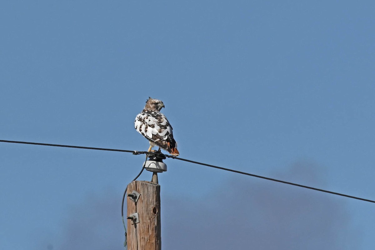 Red-tailed Hawk - ML614243475