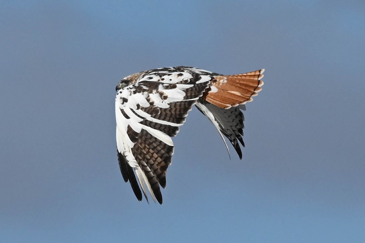 Red-tailed Hawk - Marla Hibbitts