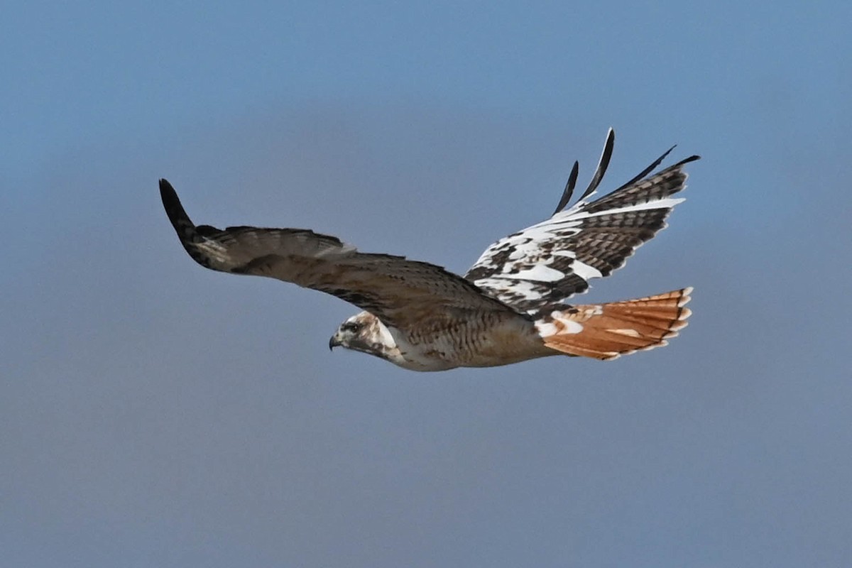 Red-tailed Hawk - ML614243477