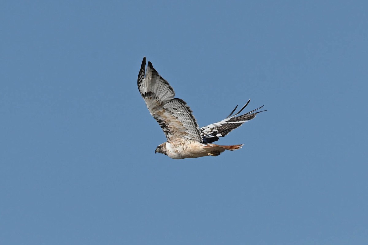 Red-tailed Hawk - ML614243478