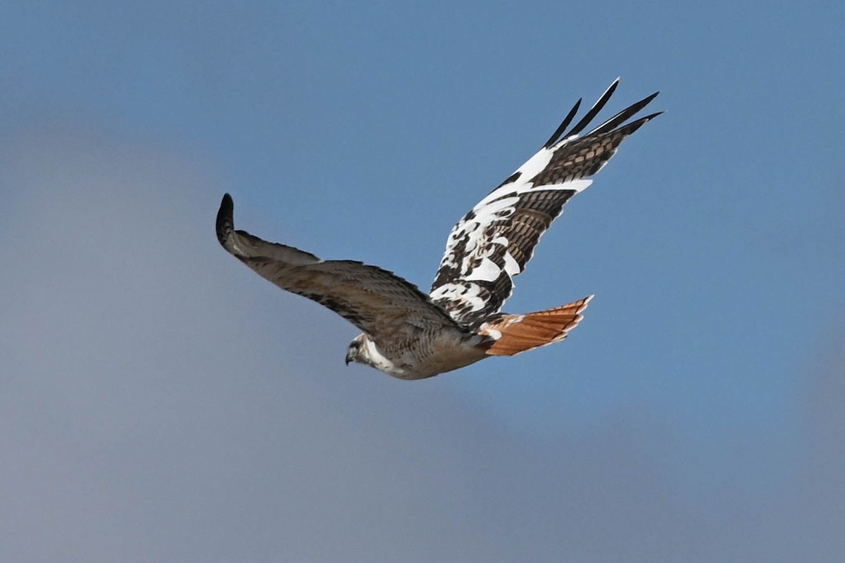 Red-tailed Hawk - ML614243482