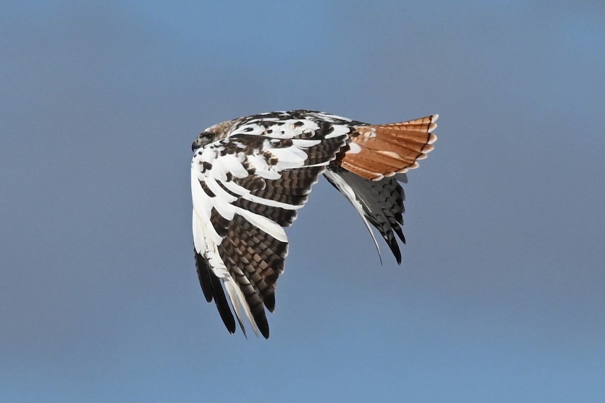 Red-tailed Hawk - ML614243484