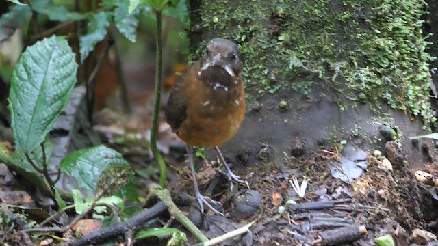 Moustached Antpitta - ML614243610