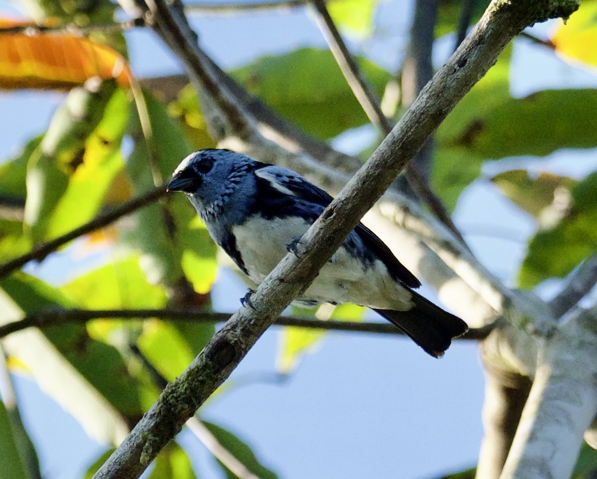 White-bellied Tanager - ML614243677