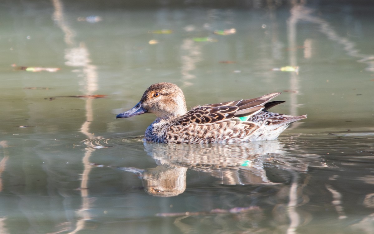 Green-winged Teal - ML614243788