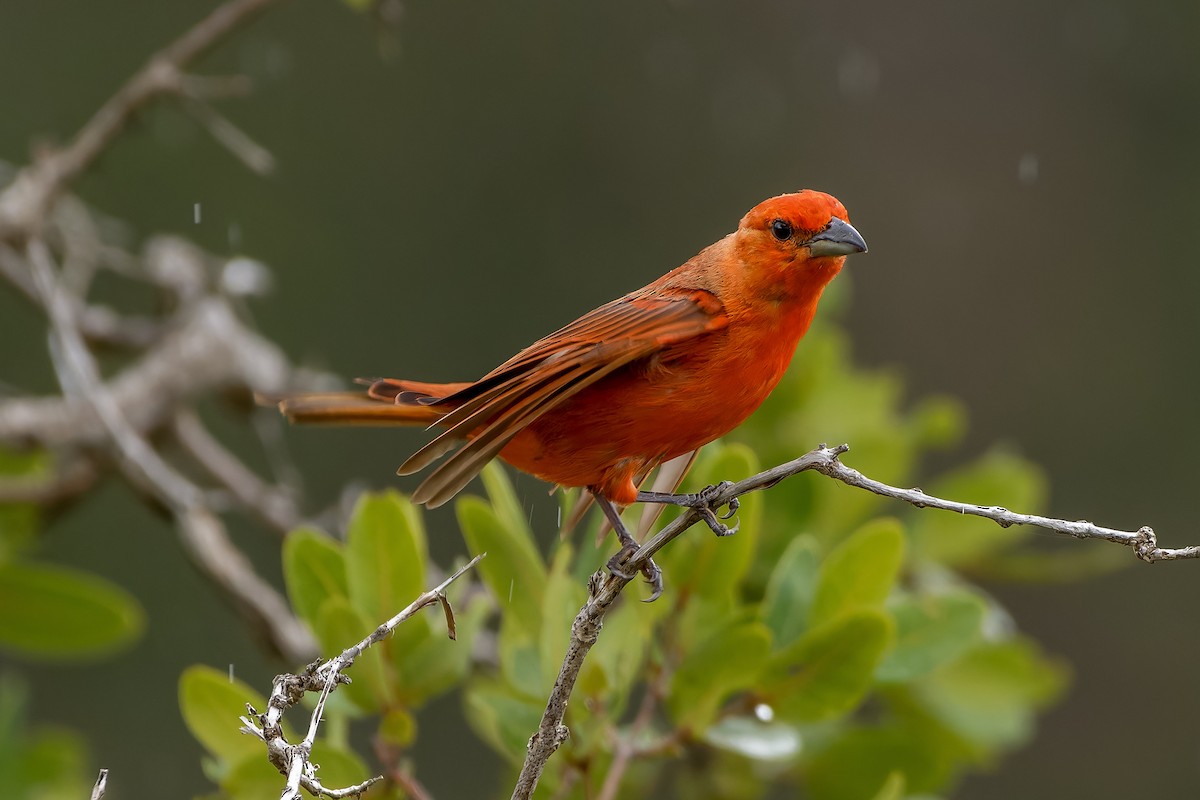 Hepatic Tanager - ML614243861