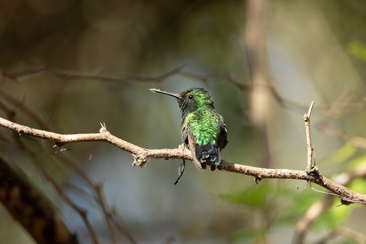 Blue-tailed Emerald - ML614243883