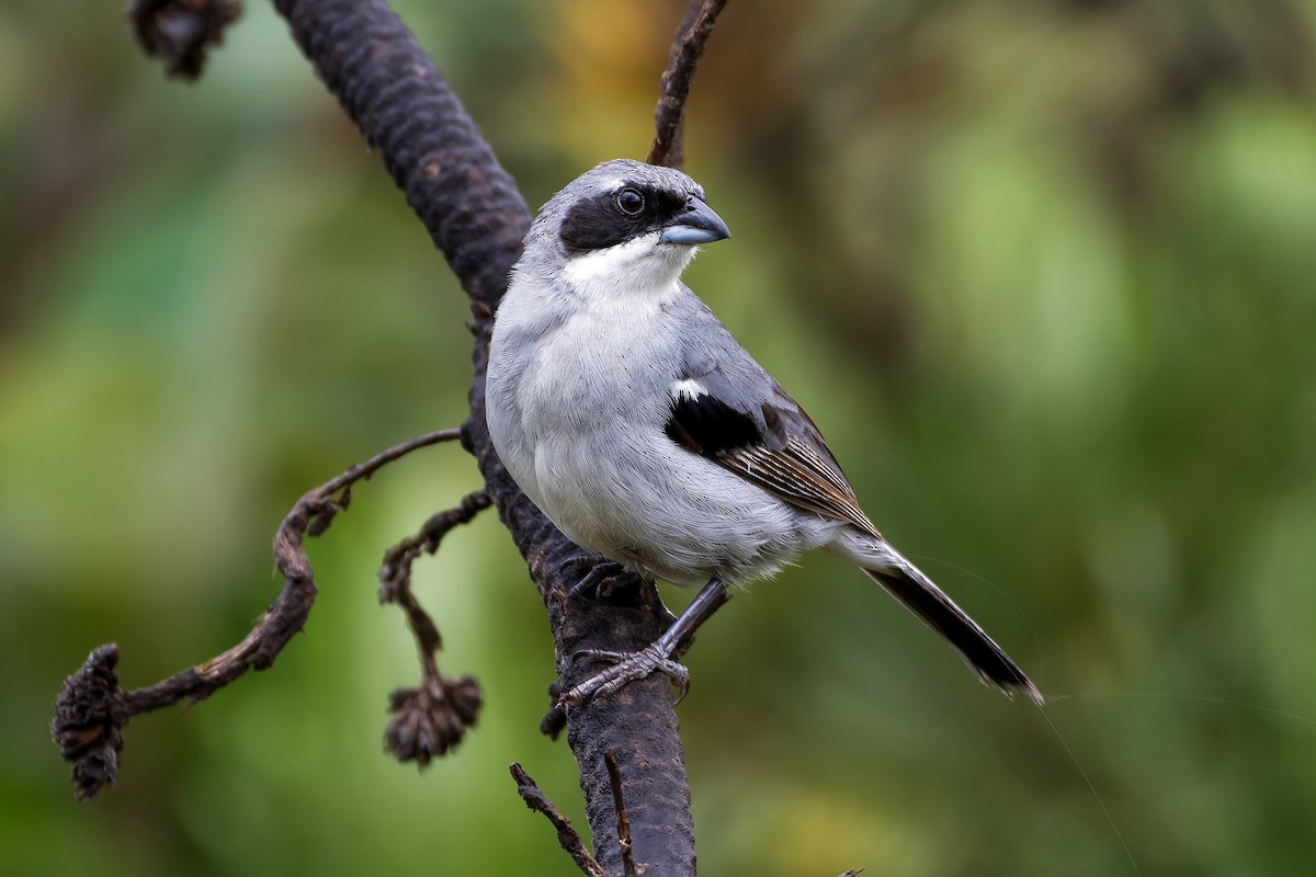 White-banded Tanager - ML614243904