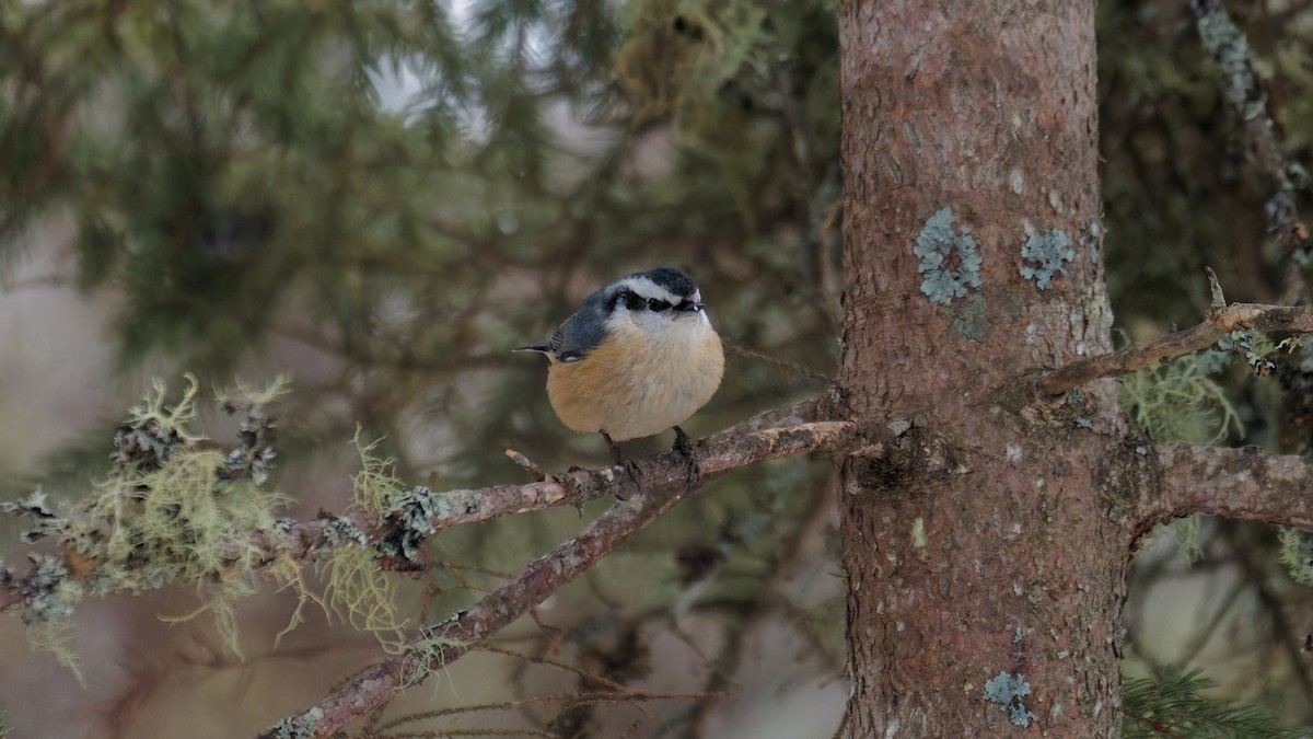 Red-breasted Nuthatch - ML614243914
