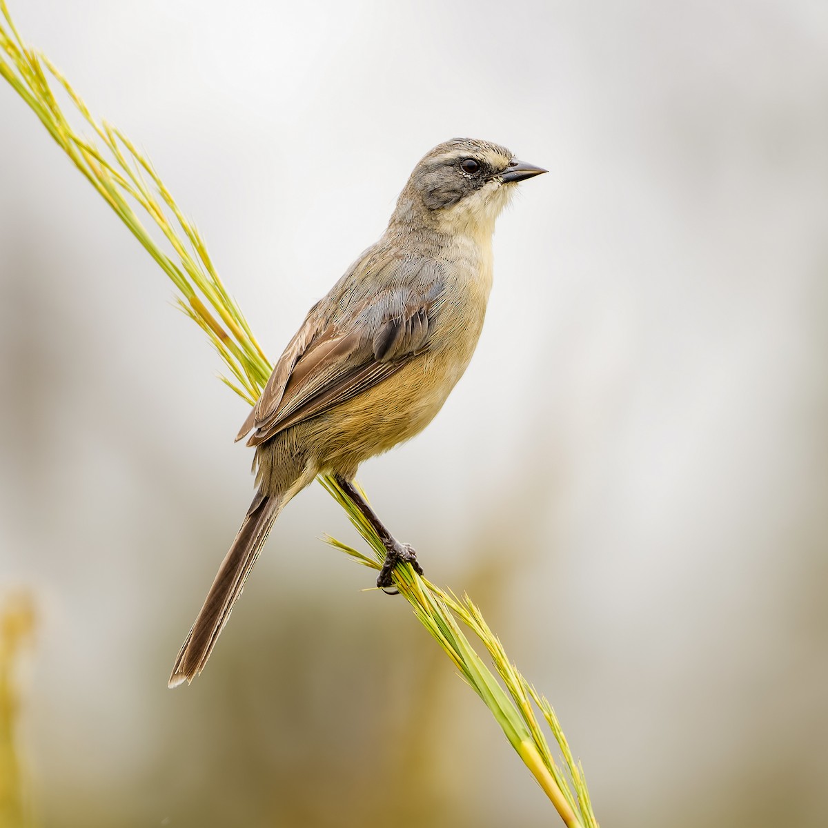 Long-tailed Reed Finch - ML614243925