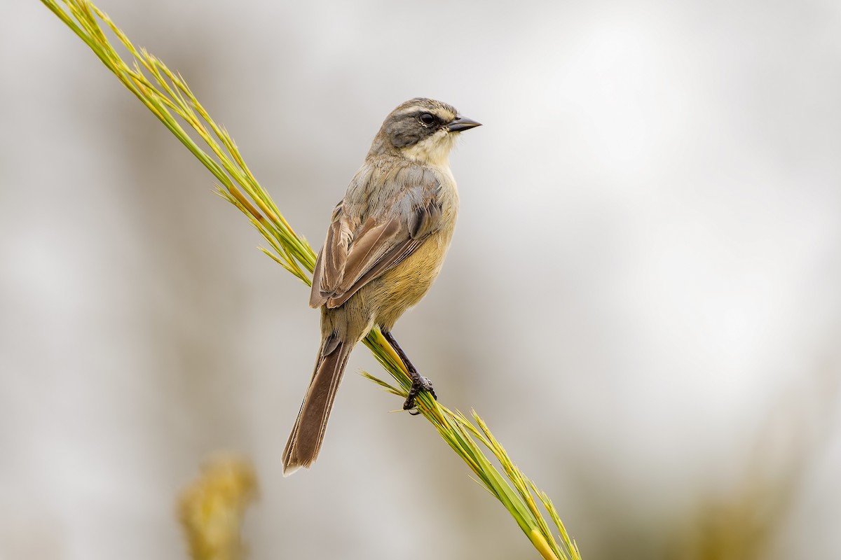 Long-tailed Reed Finch - Leandro Rezende
