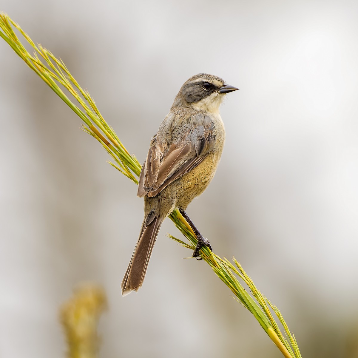 Long-tailed Reed Finch - ML614243928