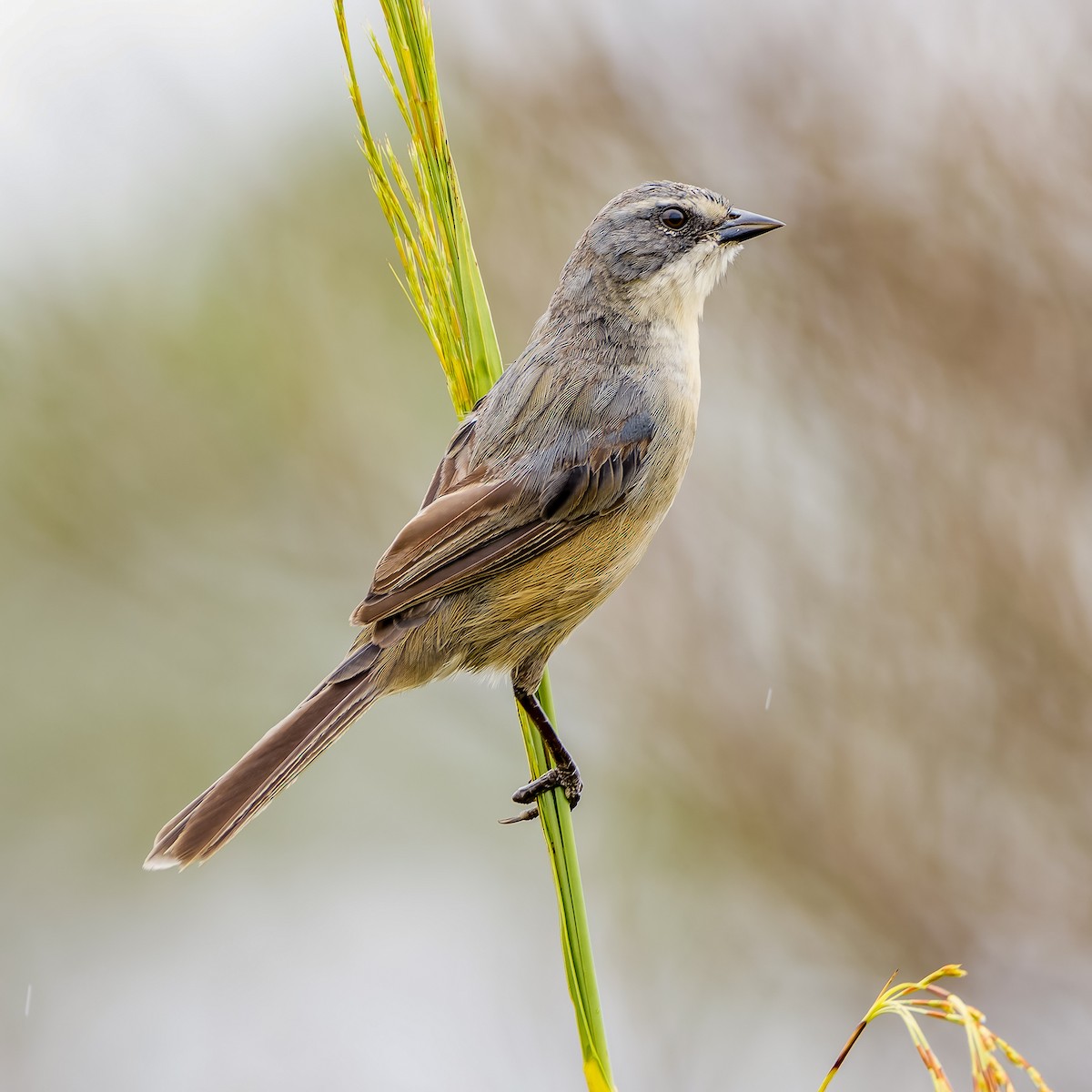 Long-tailed Reed Finch - ML614243929