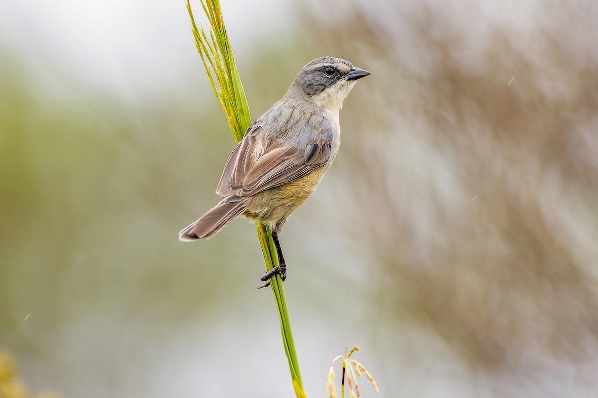 Long-tailed Reed Finch - Leandro Rezende