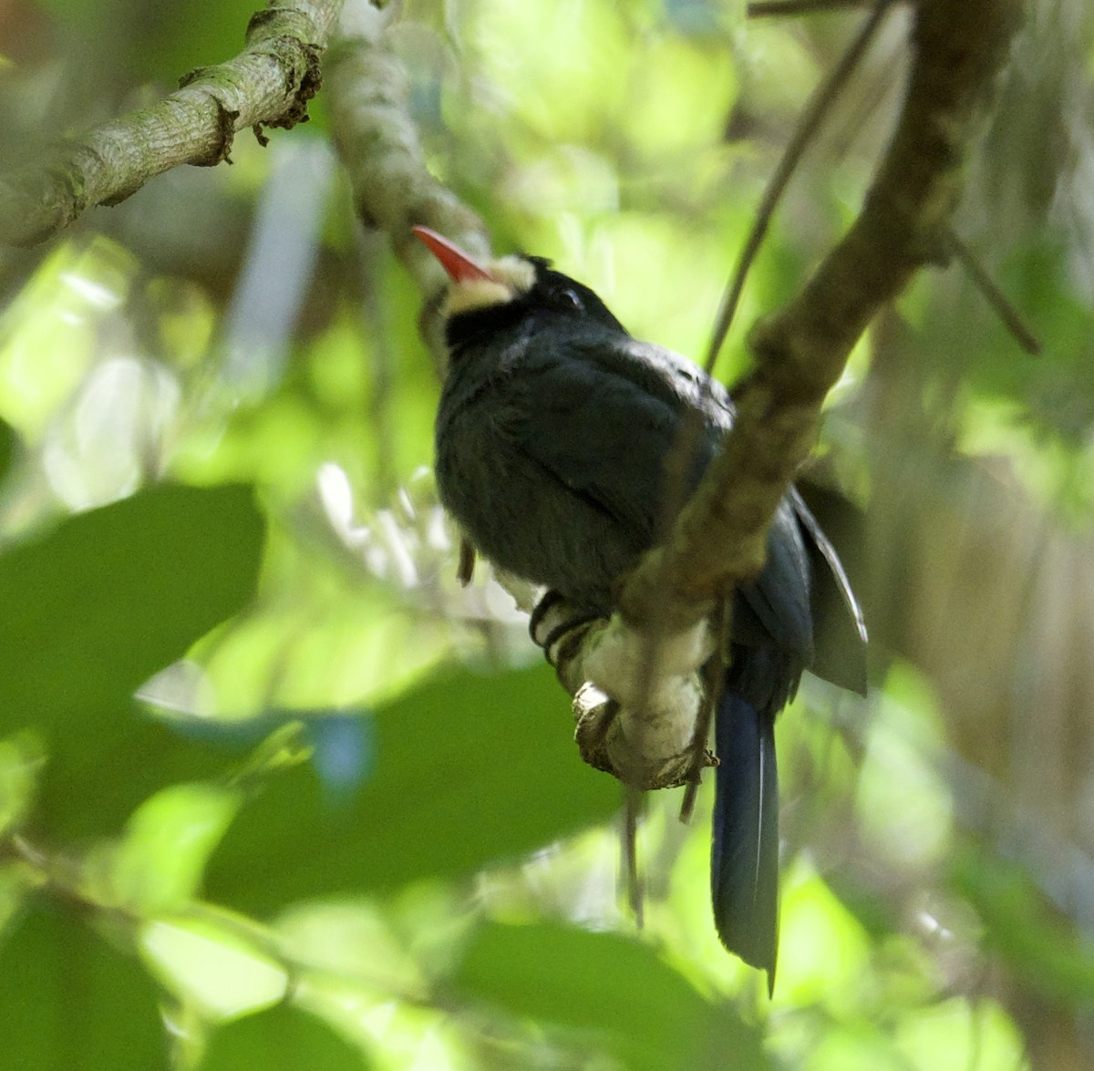 White-fronted Nunbird (White-fronted) - Yve Morrell