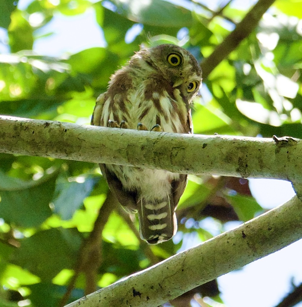 Least Pygmy-Owl - ML614243975