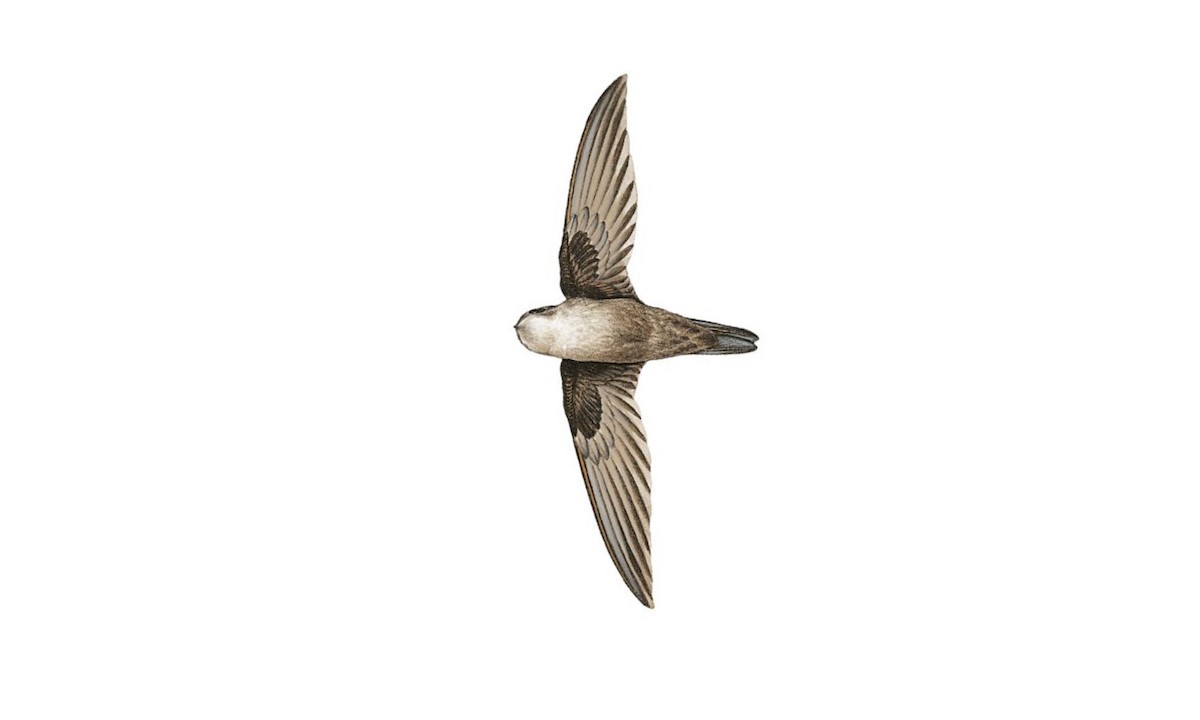 Three-toed Swiftlet - Aerodramus papuensis - Birds of the World