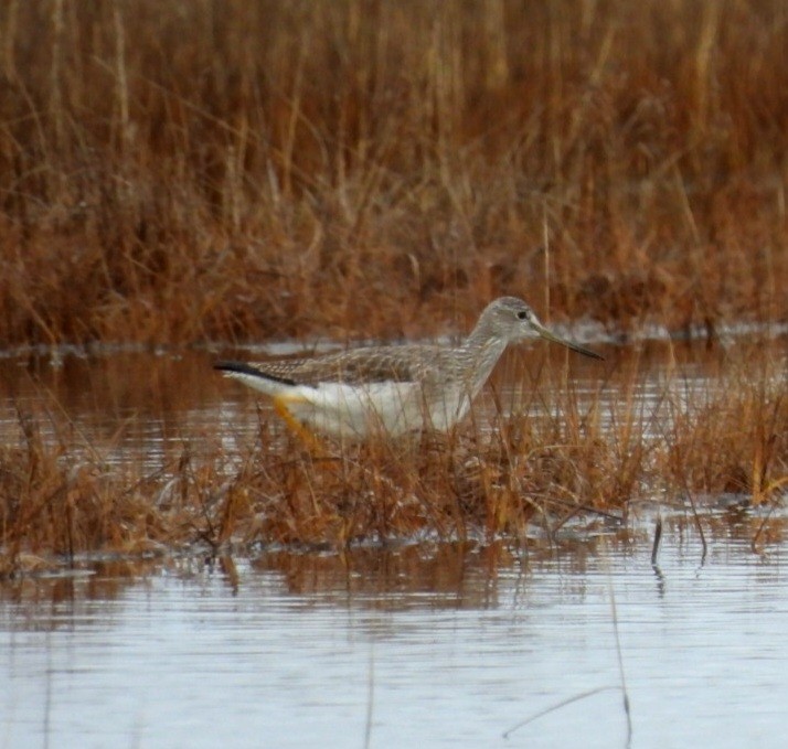 Greater Yellowlegs - Donna Ortuso